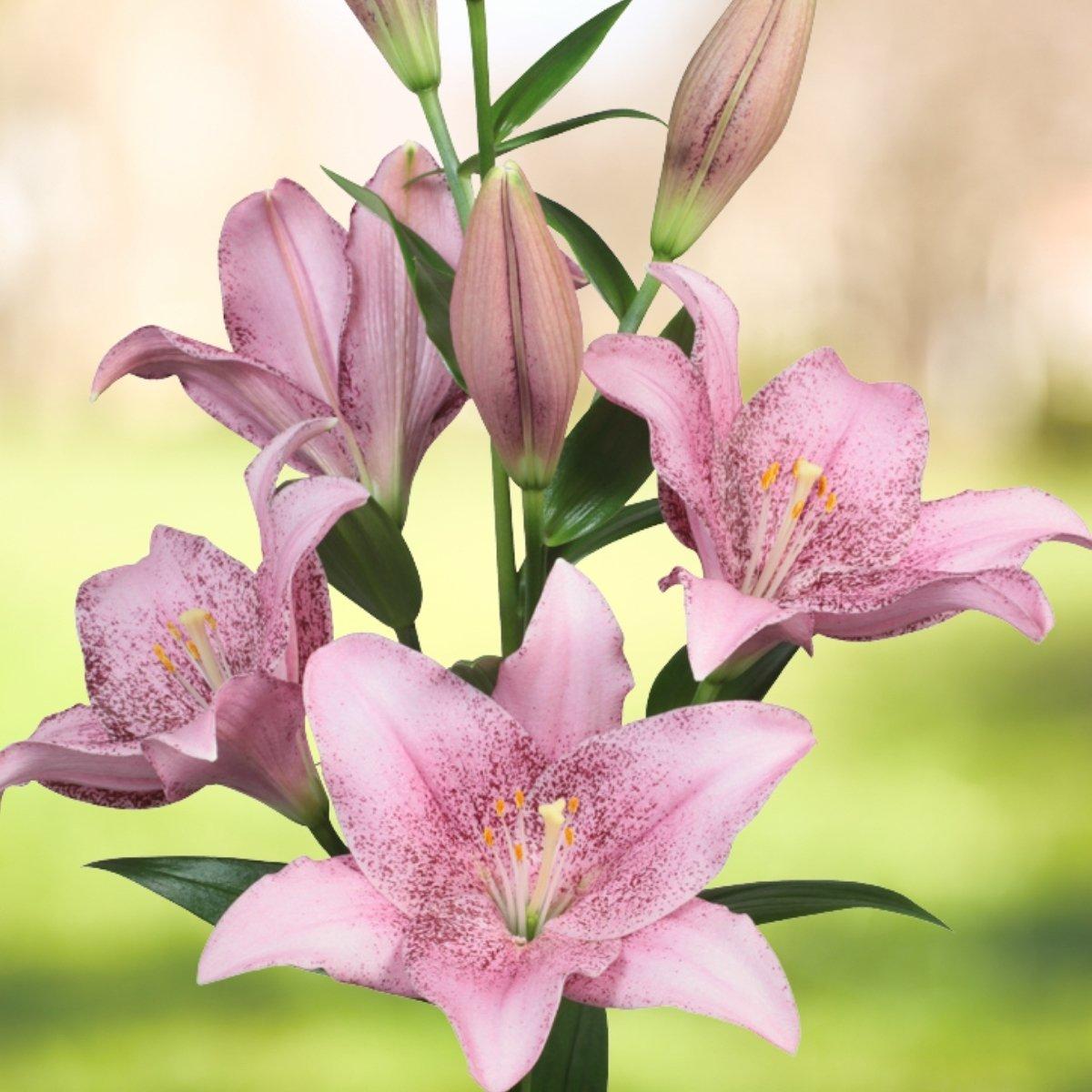 Lily Twin Flame Atlantis - La Hybrid Double 14/16Leo Berbee Bulb